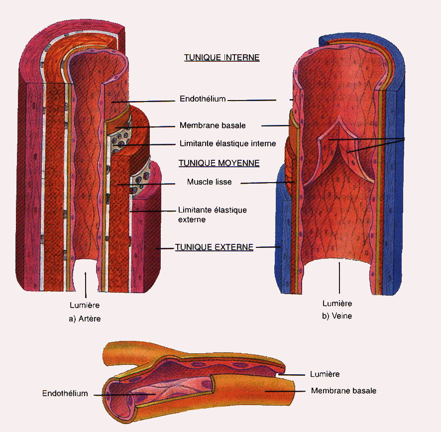 Schema des arteres et des veines