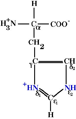 histidine.gif (3407 octets)