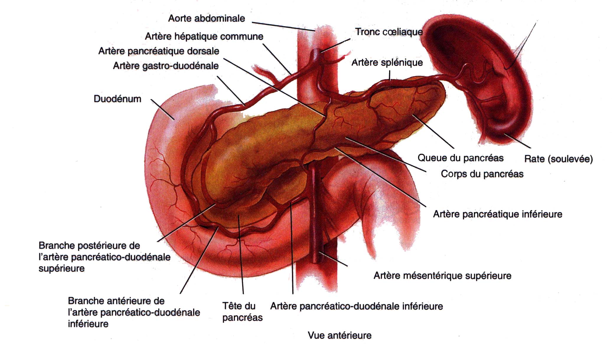 cancer du cerveau manifestation