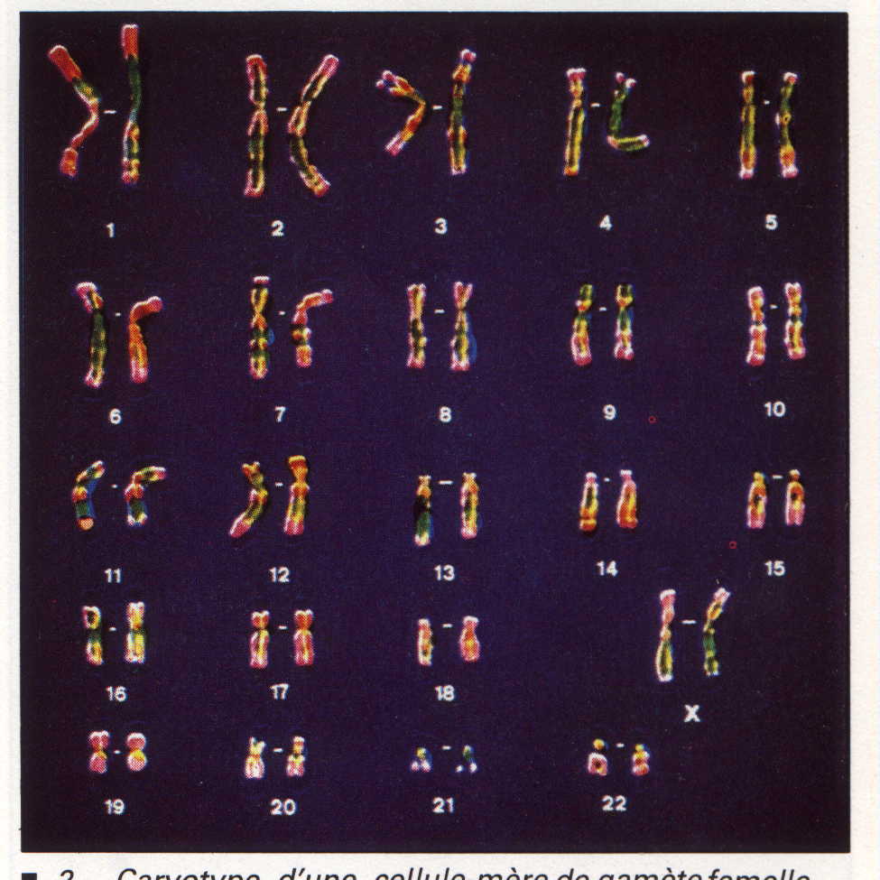 chromosome.JPG (80654 octets)