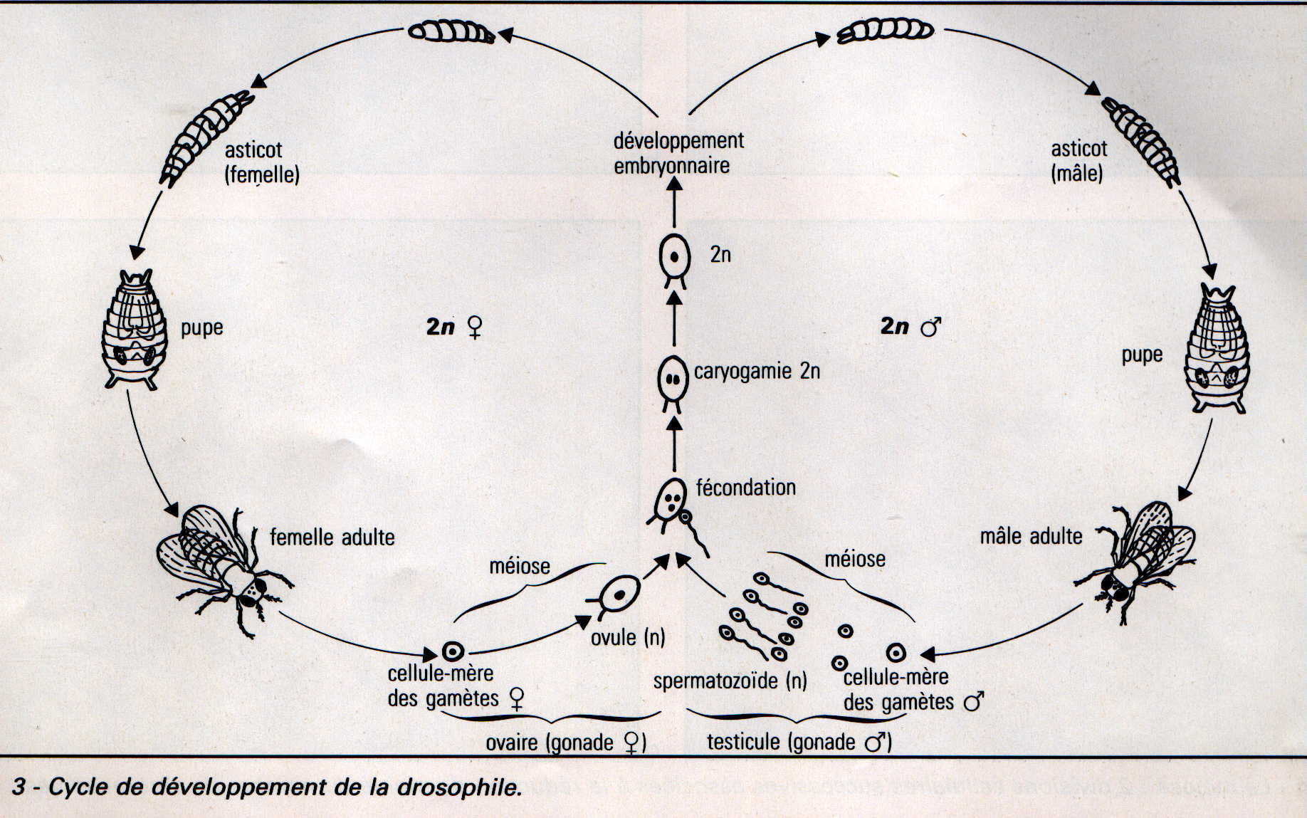 cycle droso.JPG (212221 octets)
