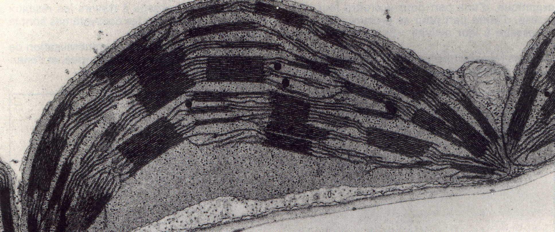 chloroplast.jpg (411039 octets)