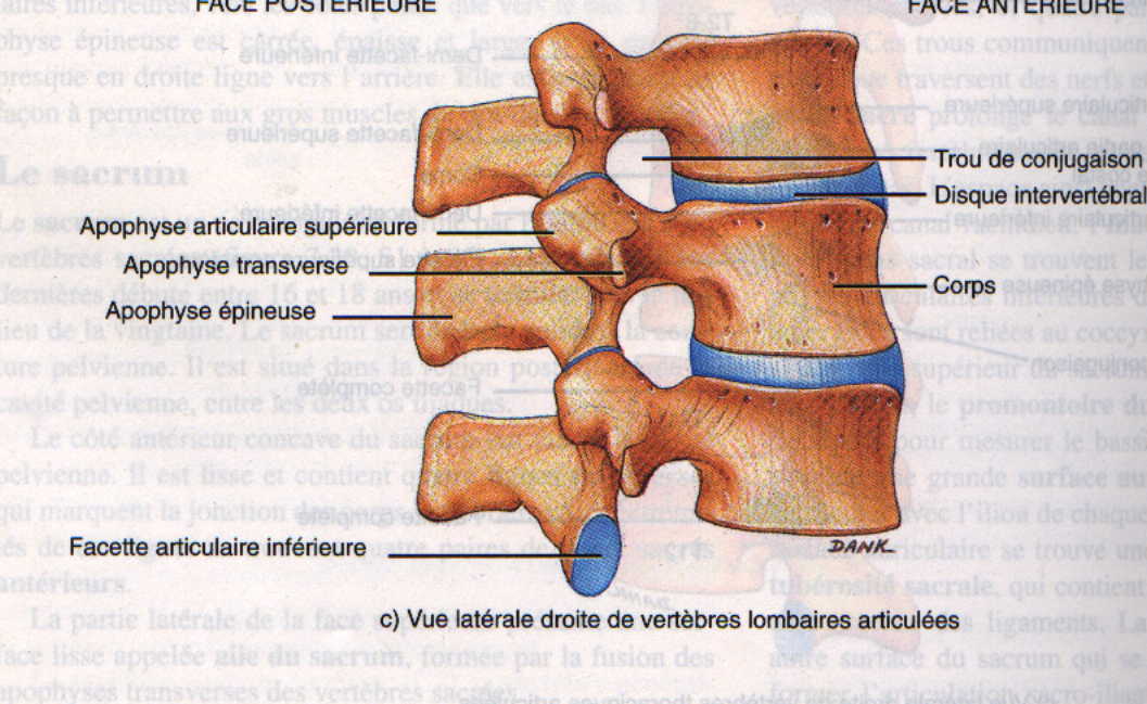 vertebdorsa.JPG (80492 octets)