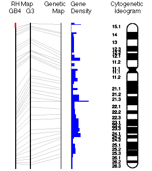 chromosomesequen.gif (22247 octets)