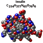 insulin.gif (11770 octets)