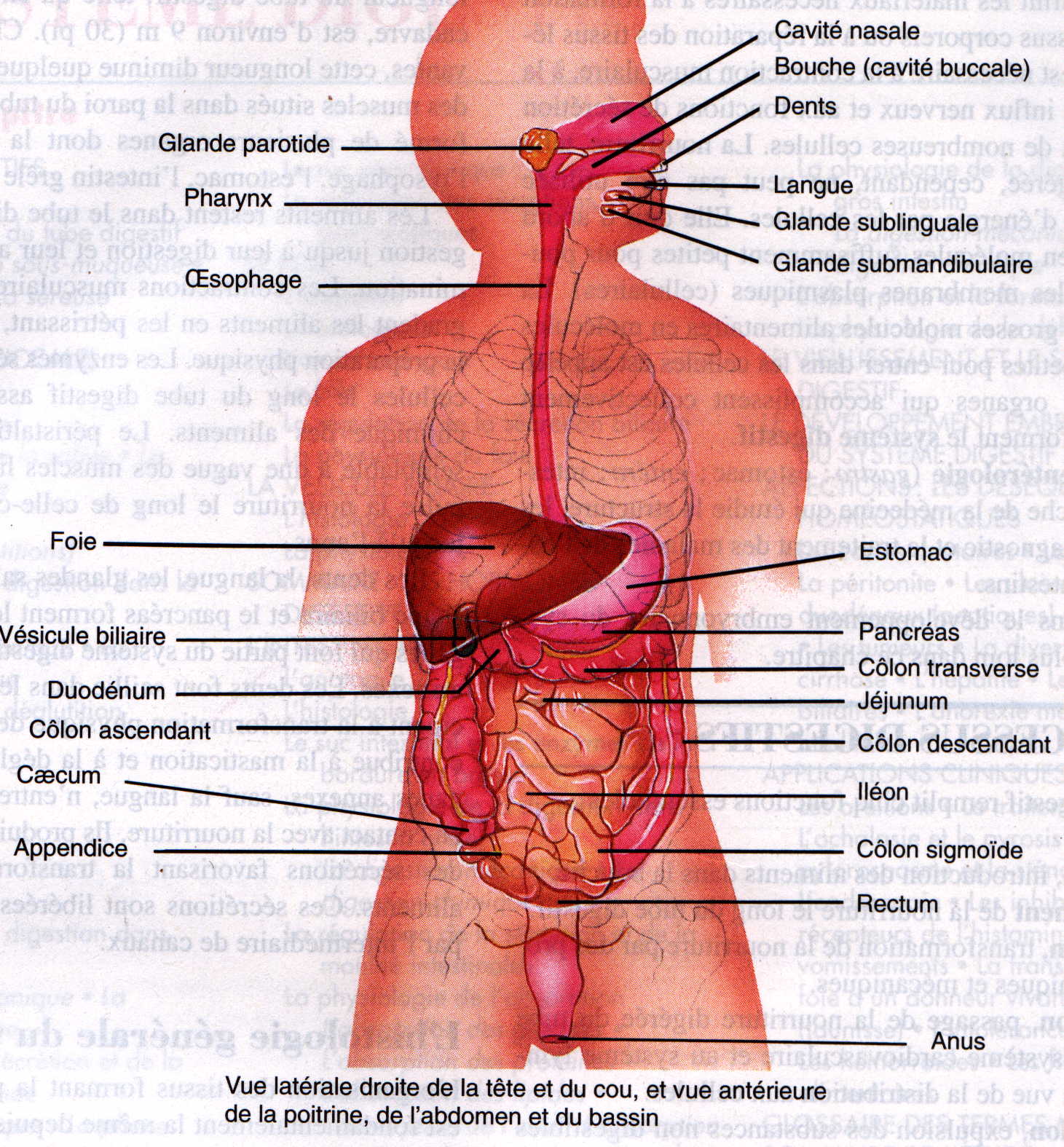 tube digestif.JPG (344582 octets)
