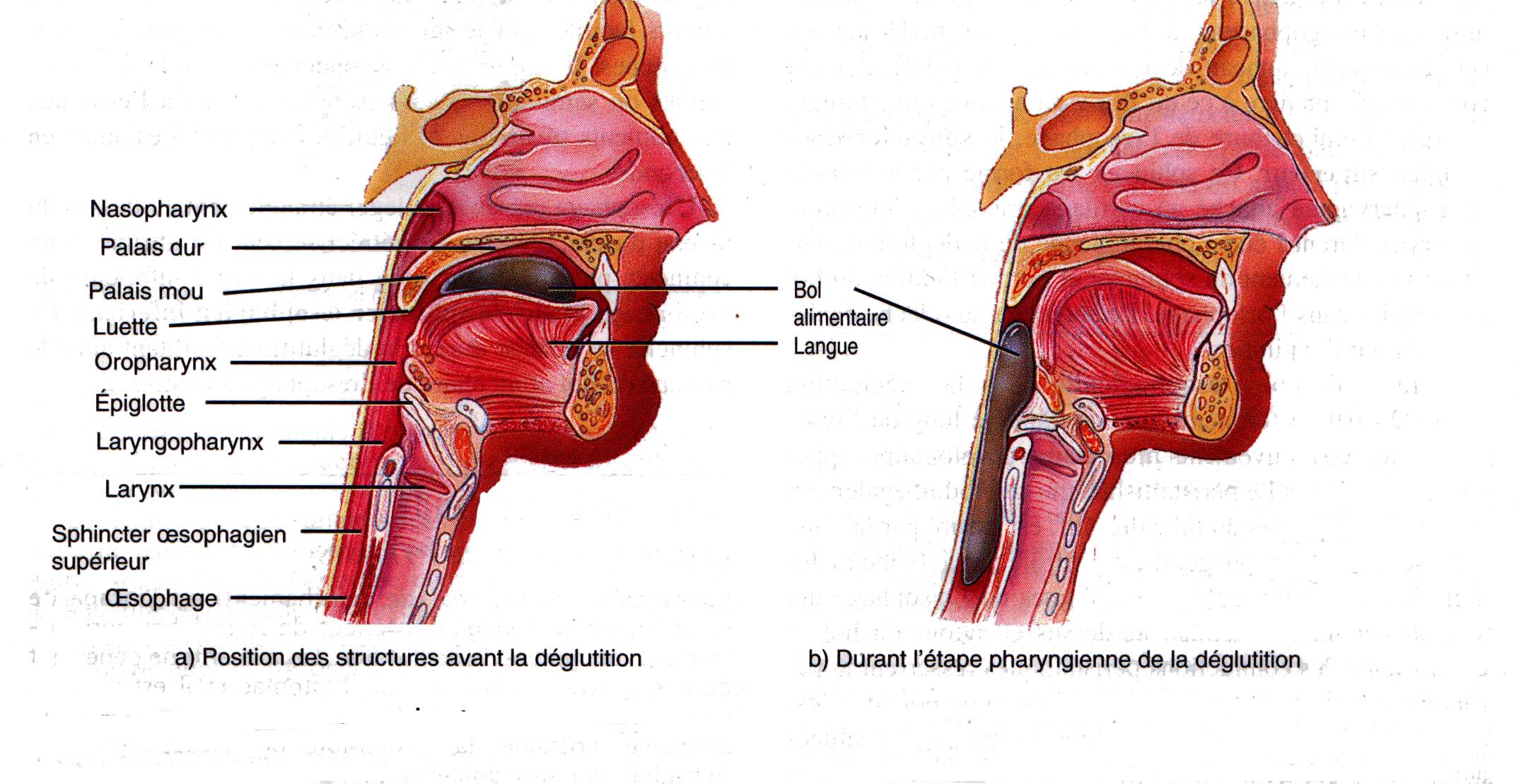 pharynx-et-larynx