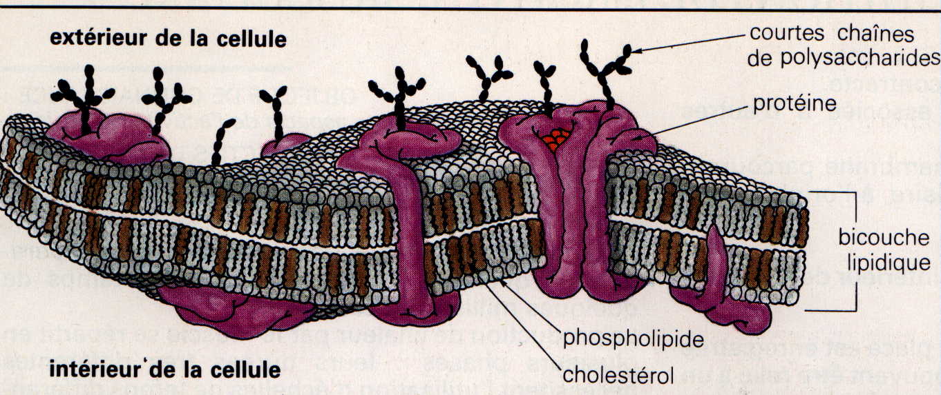 membrane.JPG (140159 octets)