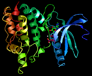 proteine.gif (26345 octets)